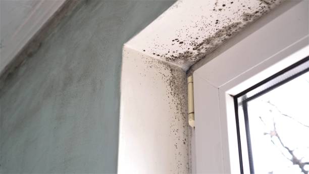 Best Affordable Mold Removal  in Palm Springs, FL