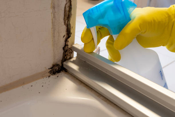 Best Affordable Mold Removal  in Palm Springs, FL