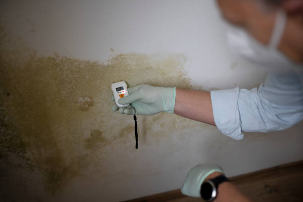 Best Best Mold Removal Companies  in Palm Springs, FL