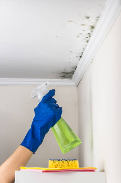 Best Mold Damage Repair  in Palm Springs, FL